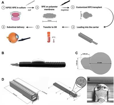 A Surgical Kit for Stem Cell-Derived Retinal Pigment Epithelium Transplants: Collection, Transportation, and Subretinal Delivery